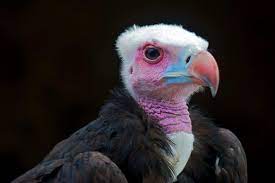 Global efforts to halt the rapid decline of vultures 4