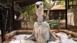 Thai zoo breeds endangered vultures hoping to see them soar again