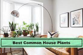 41 Best Common House Plants (with difficulty care level)