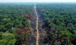 ‘Don’t fool yourself’: billions more needed to protect tropical forests, warns new report