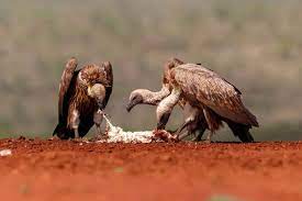 Global efforts to halt the rapid decline of vultures 3