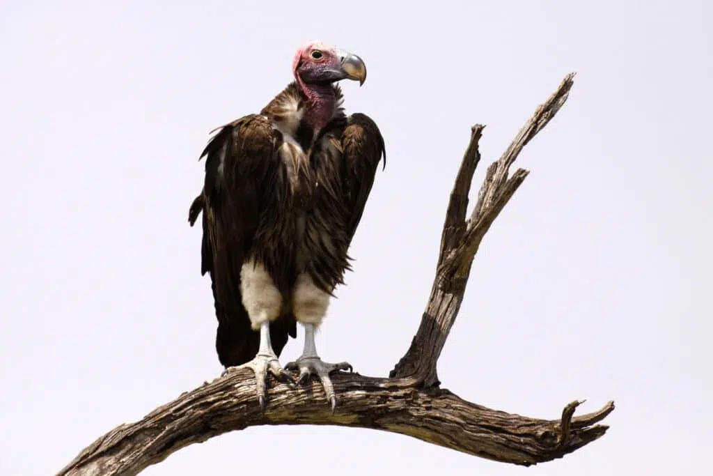 Global efforts to halt the rapid decline of vultures 5