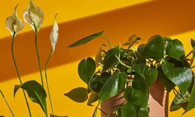 20 Best Bedroom Plants for Cleaner Air and Better Sleep