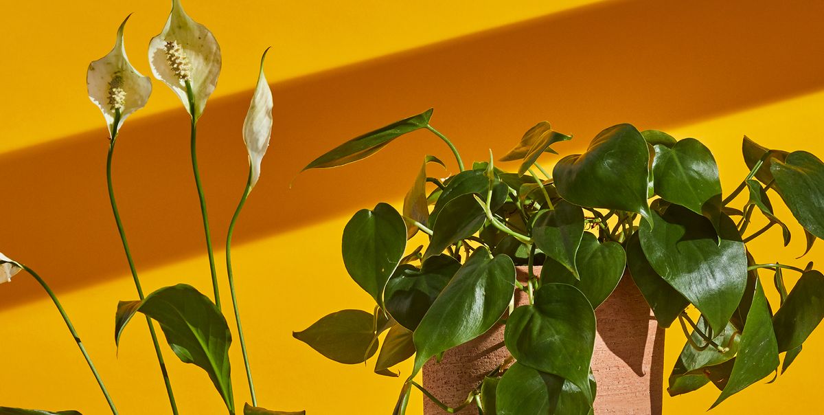 20 Best Bedroom Plants for Cleaner Air and Better Sleep 1 20 Best Bedroom Plants for Cleaner Air and Better Sleep 1