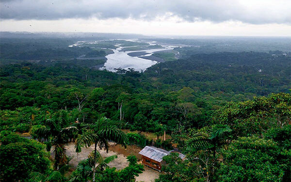 Study: Amazonian ‘black earth’ may give clues to global forest regeneration