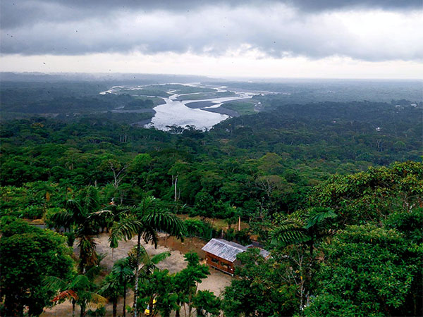 Study: Amazonian ‘black earth’ may give clues to global forest regeneration