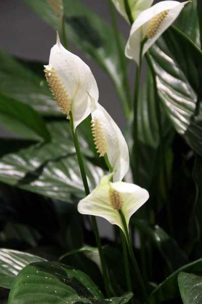 Best Fertilizer for Peace Lily – Homemade Fertilizers