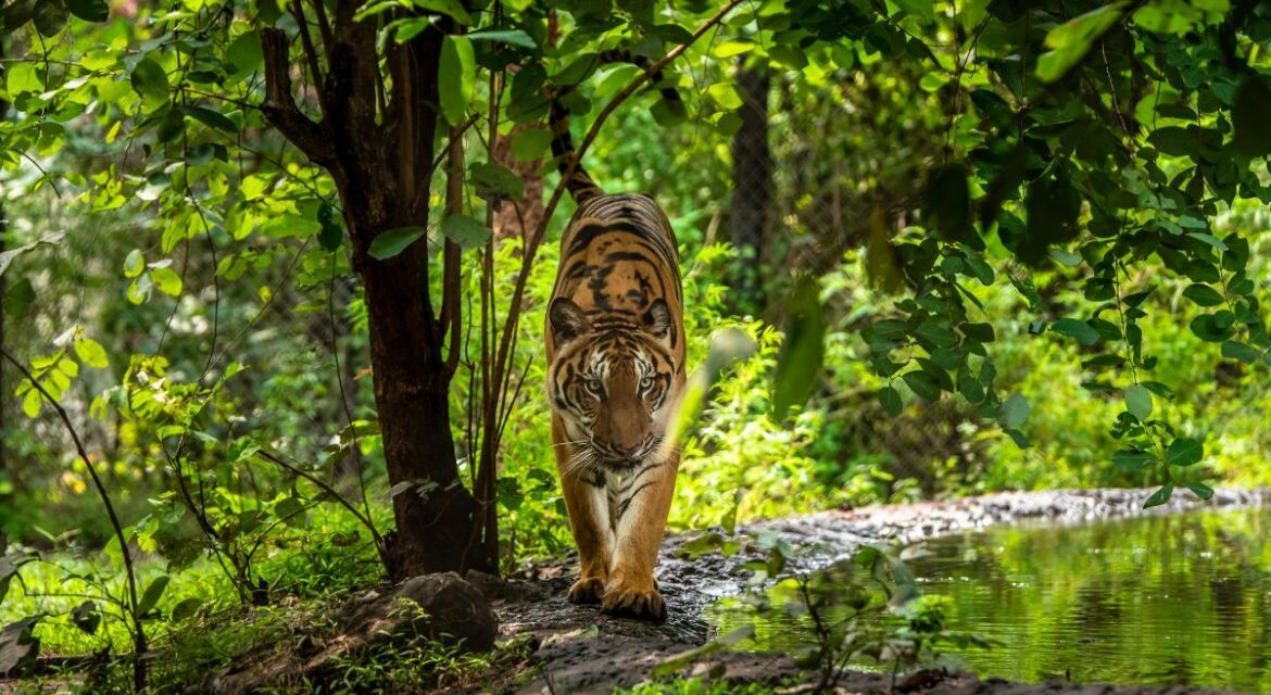 These 7 States Are Blessed With The Largest Forest Cover In India