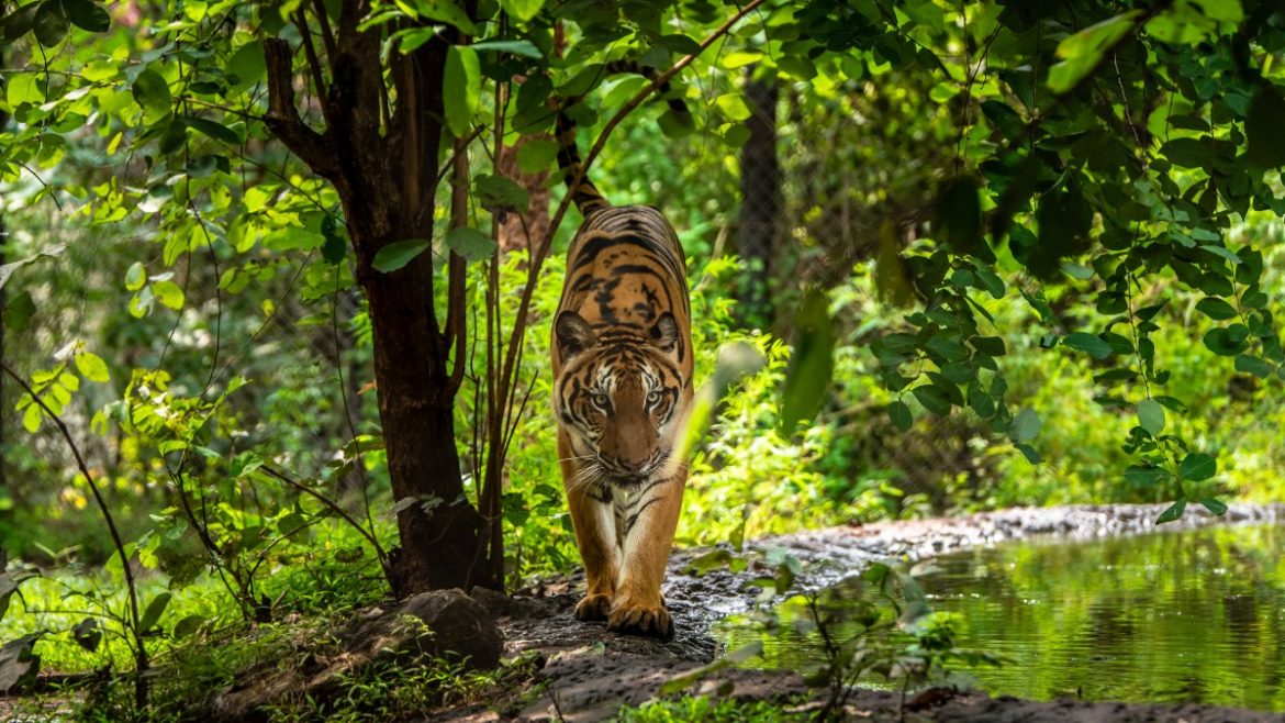 These 7 States Are Blessed With The Largest Forest Cover In India 1