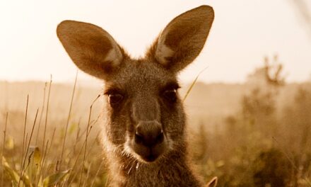 Marsupials Are ‘Far More Evolved’ Than Other Mammals, Even Humans
