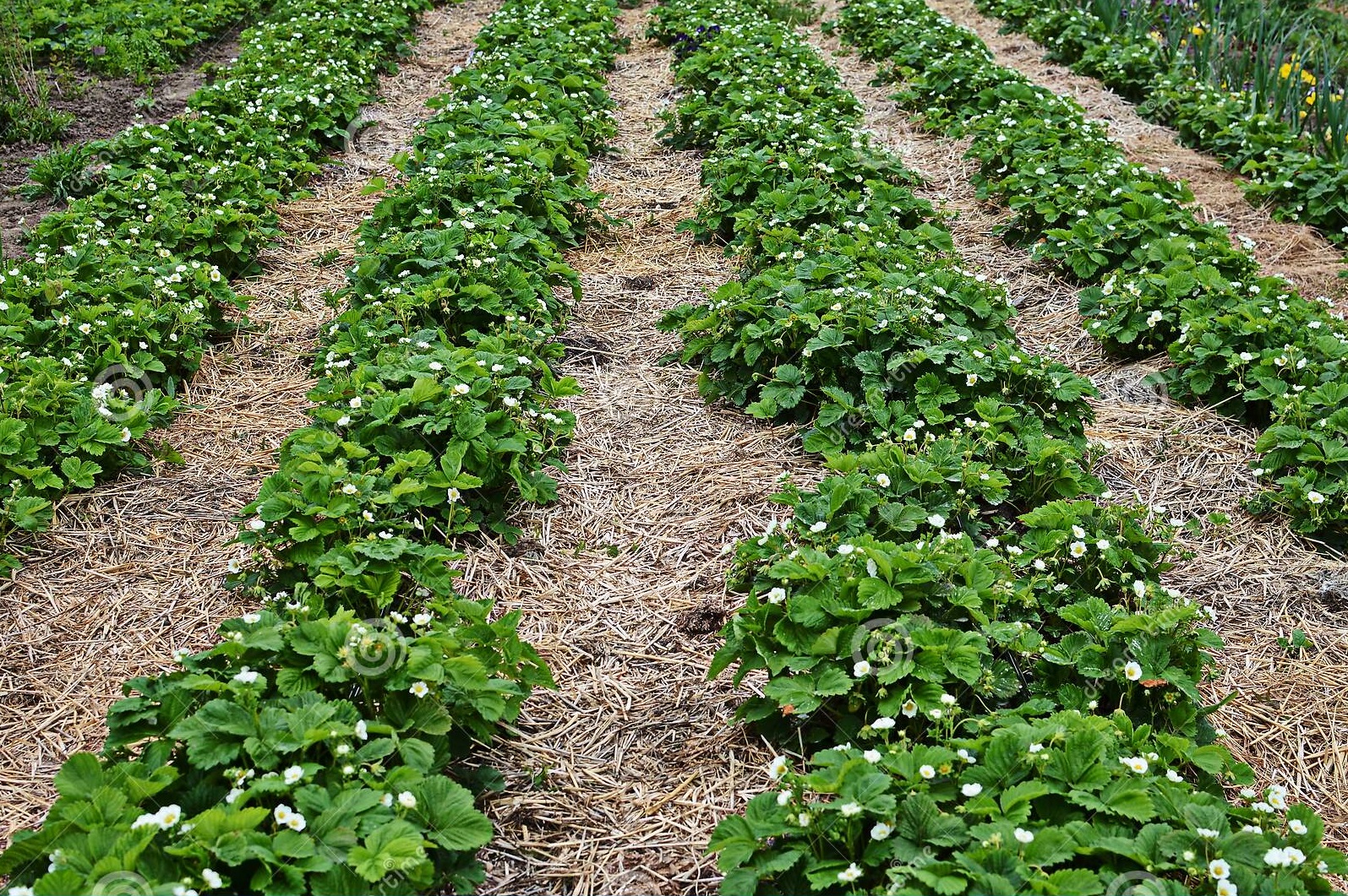 Concept - National Mission on Natural Farming 2