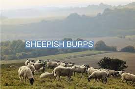 A UK farm tests curbing greenhouse gases by making sheep burp less
