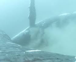 Watch: First-Ever Clip of Humpback Whales Indulging In a Full-Body Scrub on Sandy Seabed!