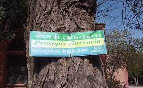 Climate Change Takes Rajasthan’s Favourite Staple ‘Desert Berry’ Off Menu