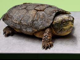 Exotic turtles have been poached to near-extinction in Asia, but in Hong Kong, these species thrive