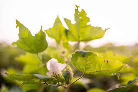 Carbon Insetting: What Is It, and How Does It Differ From Carbon Offsetting?