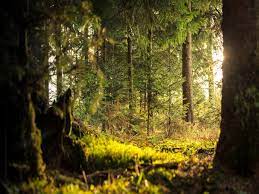 Study reveals tree diversity improves carbon storage, soil fertility in forests