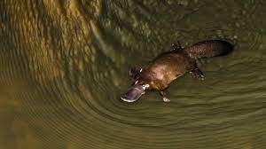 12 Curious Facts About the Platypus