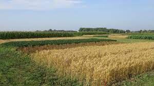 4-year crop rotations better than 2-year