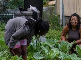 Under “Food Apartheid,” Urban Farms Are More Important Than Ever 3