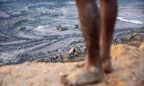 Is new measure a boon or bane for natural forests?