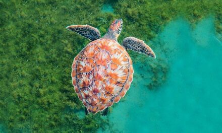 Countries must forge ‘Global Blue Deal’ to protect the ocean: UNCTAD