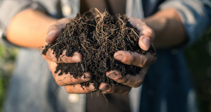 Plants That Don’t Like Mushroom Compost (Good or Bad?) 1 Plants That Don’t Like Mushroom Compost (Good or Bad?) 1
