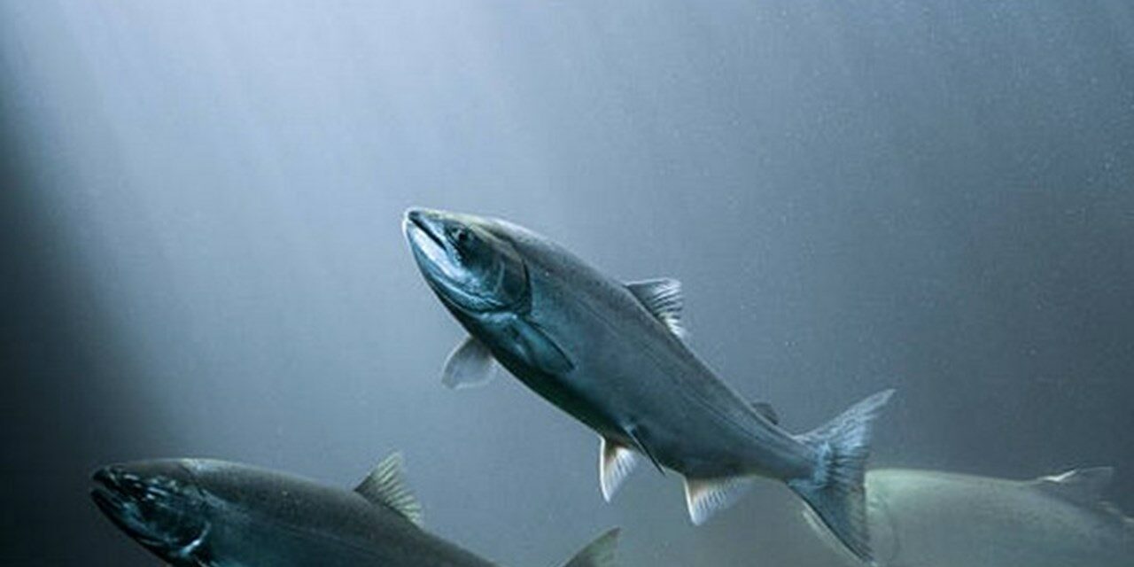 Study: Climate change has unpredictable effect on timing of juvenile salmon migration