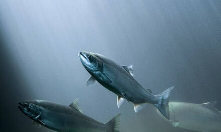 Study: Climate change has unpredictable effect on timing of juvenile salmon migration