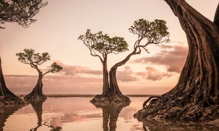 Nature Photography: 20 Winning Images Of The International Photo Awards 2022