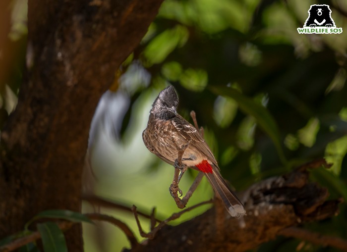 Exploring The Rich Avifauna Of MLRC