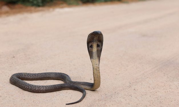 Snakes With Legs? The Curious Case of Snake Evolution!