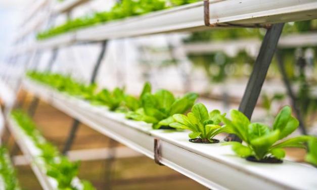 Best Hydroponic Nutrients For Growing Lettuce