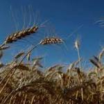 Farm trade begins to shift away from APMC mandis: Thriving trade on e-NAM does what farm laws couldn’t
