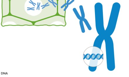 What is genetic modification (GM) of crops and how is it done?