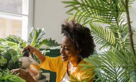 Can houseplants purify the air in your home?