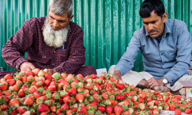 Is Climate Change Already Affecting Kashmir’s Fruit Crop?