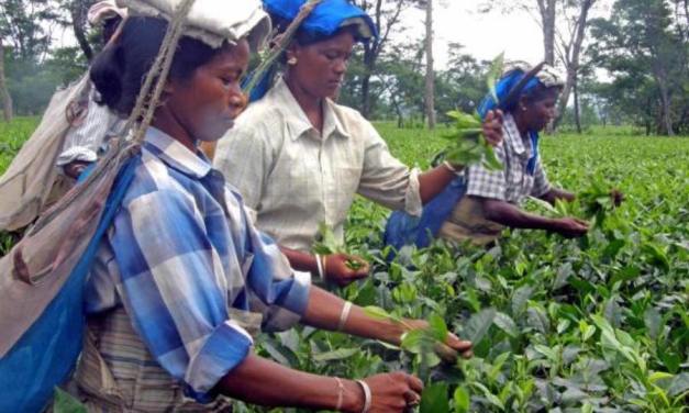 Survey across country to work out new formula for sharing sale proceeds between small growers and bought-leaf factories