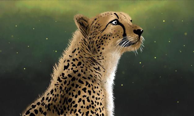 The dark clouds over India’s cheetah project