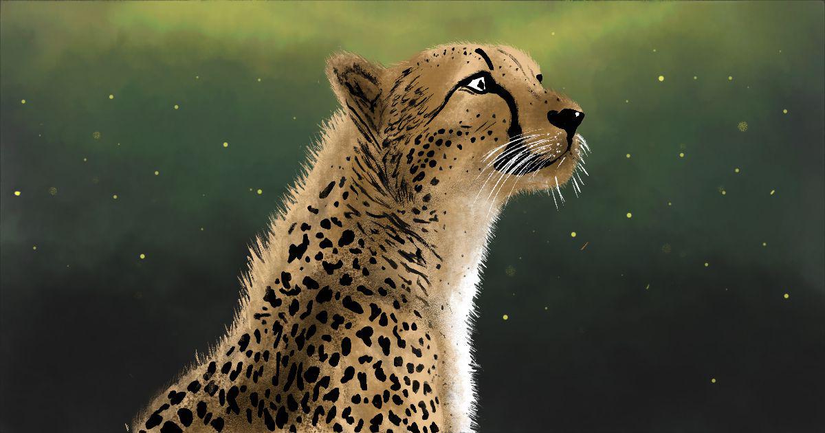 The dark clouds over India’s cheetah project