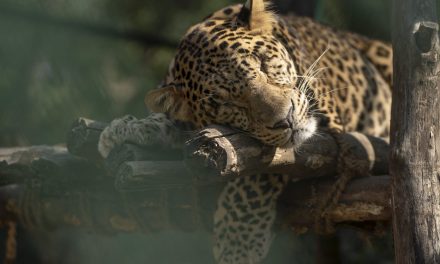 Time-out: Animals Showcase Ways To Relax!