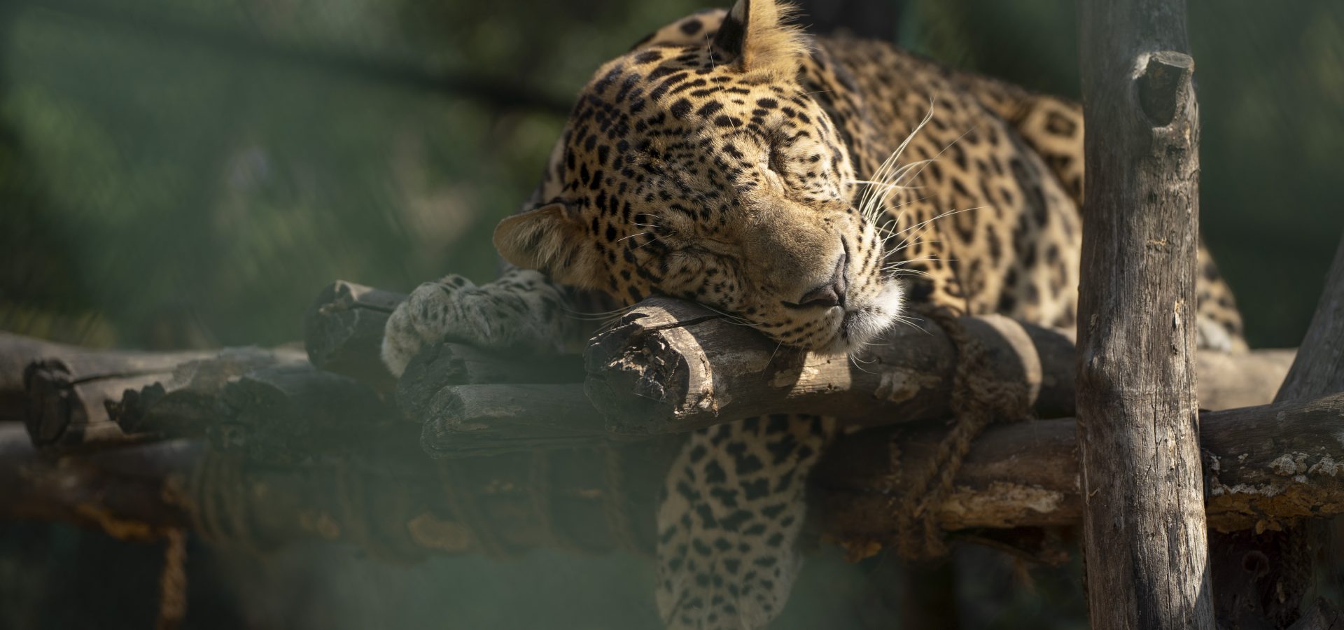 Time-out: Animals Showcase Ways To Relax! 1