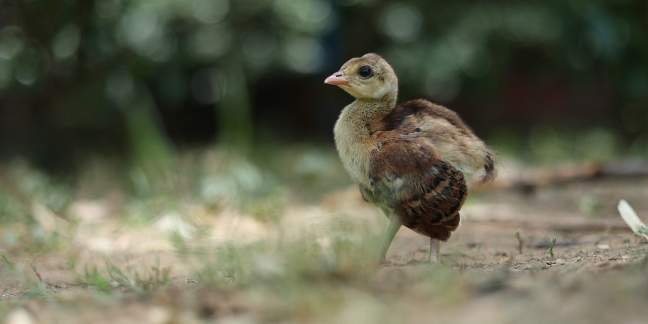 Baby Animals Receive Help In Time As Wildlife SOS Conducts Rescues Across Delhi