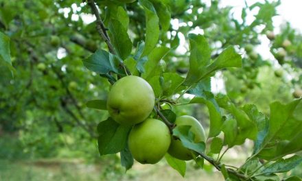 Is the Changing Climate Eating the Apple?