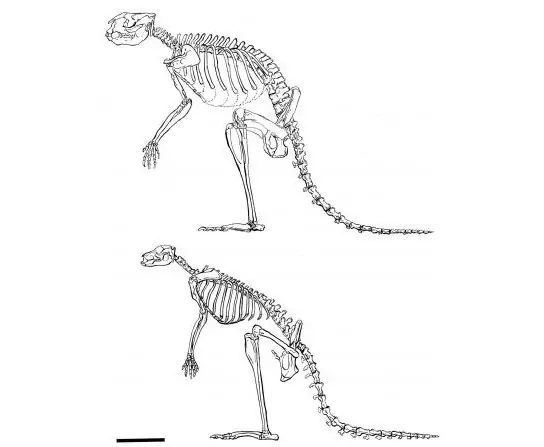 Research Shows Ancient Kangaroos Likely Preferred Walking to Hopping 1 Research Shows Ancient Kangaroos Likely Preferred Walking to Hopping 1
