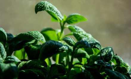 Grow These 8 Monsoon(Rainy Season) Vegetables in India At Home