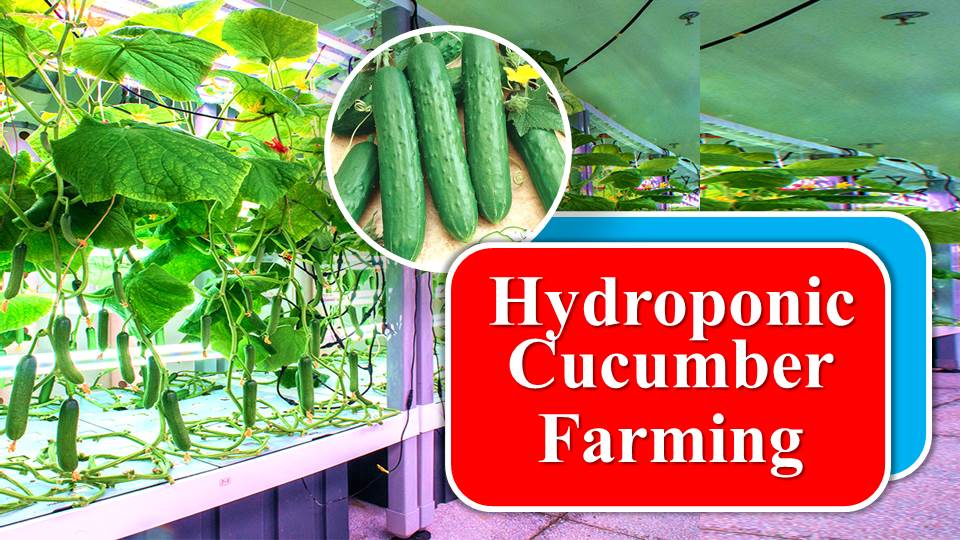 Hydroponic Cucumbers – Freshness all year round!