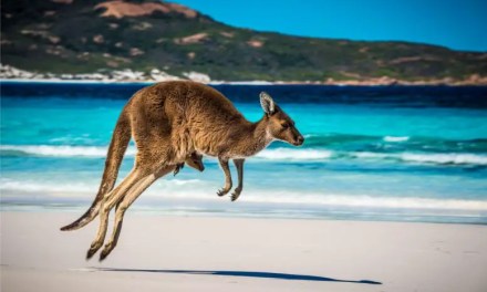 Skipping Evolution: The Kangaroos That Didn’t Hop