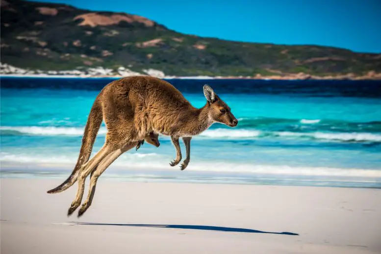Skipping Evolution: The Kangaroos That Didn’t Hop