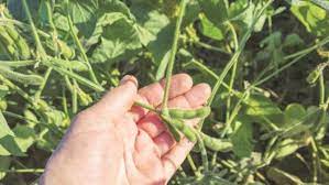 Soybean sown in 905,000 hectares in current kharif season, says SOPA